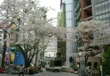 20070401_sakura.JPG